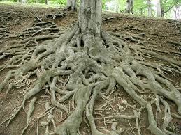 roots image