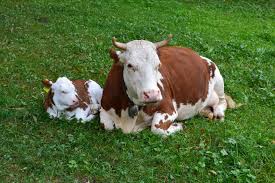 cow family